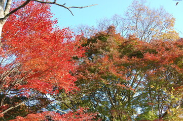 autumn leaves in the park