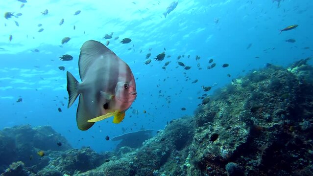 Coral reef underwater. Flock of small beautiful reef fishes at the bottom of the sea.