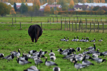 Highland cattle bovine with long horns walking in stall with large flock of barnacle geese on the ground on October afternoon in Helsinki, Finland.
