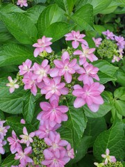 Fototapeta premium pink flowers