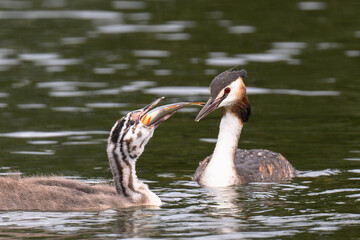 Great Crested Grebe mother watching her grown up chick swallow a large fish at Home Park