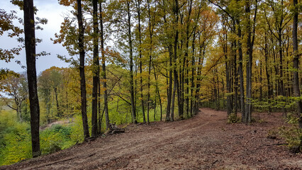 Fototapeta premium A path through the deciduous forest in the season of colors. Autumn in the wilderness walking outdoor in nature