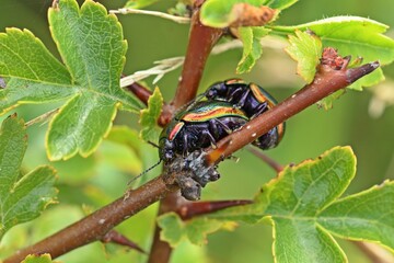 Regenbogen-Blattkäfer (Chrysolina cerealis) bei der Paarung © Schmutzler-Schaub