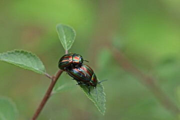 Regenbogen-Blattkäfer (Chrysolina cerealis) bei der Paarung © Schmutzler-Schaub