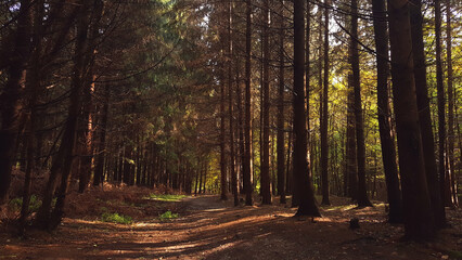 Obraz premium A path through the deciduous forest in the season of colors. Autumn in the wilderness walking outdoor in nature