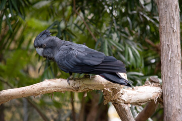 Male Red-tailed Black Cockatoos are black with two vibrant red stripes in the tail. They also have a very full crest and a black bill.