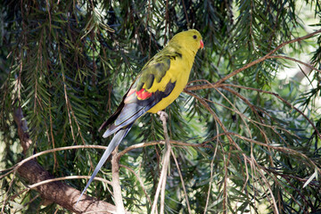 this is a side view of a female regent parrot