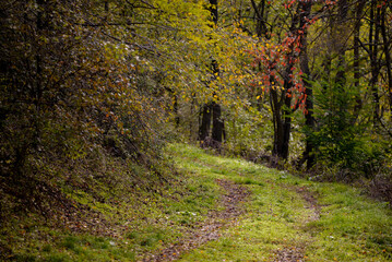 Fototapeta premium A path through the deciduous forest in the season of colors. Autumn in the wilderness walking outdoor in nature