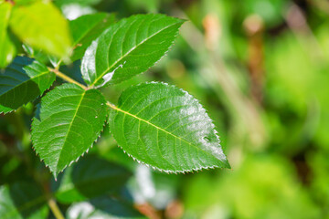 Fototapeta na wymiar Green deciduous tree close up, blurred background.