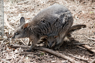 The tammar wallaby has a joey in her pouch he has his head sticking out looking around