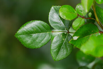 Green rose leaves in nature.