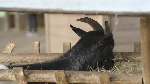 Black goat eating straws in farm building