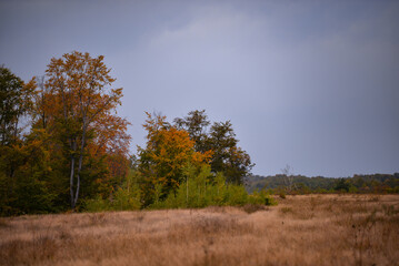 Obraz premium A large clearing at the edge of the colored forest. Dry grass in the autumn season on the wild fields