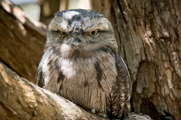 this is a close up of a tawny frogmouth on a tree