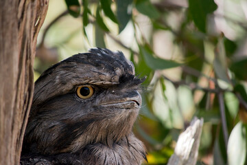 this is a close up of a tawny frogmouth with his eyes open