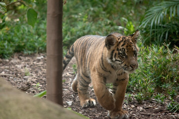 At four months of age tiger cubs are about the size of a medium-sized dog and spend their day playing, pouncing and wrestling with siblings
