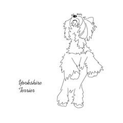 Vector drawing of a Yorkshire terrier. Linear black and white image of a cute little dog
