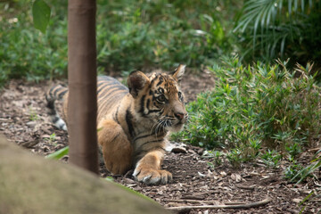 At four months of age tiger cubs are about the size of a medium-sized dog and spend their day playing, pouncing and wrestling with siblings