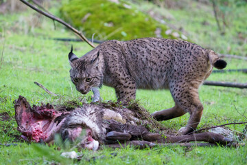 Iberian lynx (Lynx pardinus) in the wild