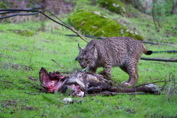 Iberian lynx (Lynx pardinus) in the wild © Daniel Jara