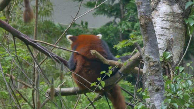 Red Panda scratches back against tree branch up in canopy at zoo