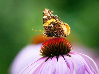  admiral butterfly pollinates echinacea flower in the garden.admiral butterfly pollinates echinacea flower in the garden