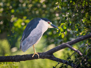 The Black-crowned Night Heron perches gracefully on a tree branch