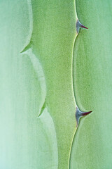 Agave americana or century plant (Pita spike)