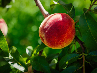Organic ripe peach fruit on a tree branch among green foliage. Selective soft focus with beautiful bokeh