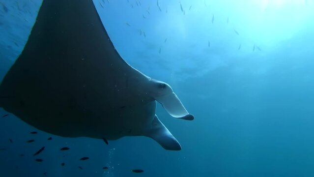  A close-up view of Giant Manta (Mobula birostris) close to the reef bottom. Mobula birostris schooling with fish.