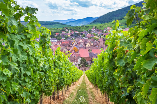 Village touristique de Riquewihr dans les vignes d’Alsace 
