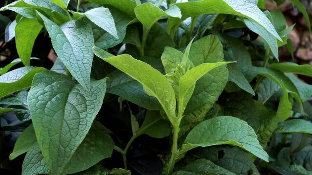 Common Comfrey (Symphytum officinale) plant green leaves example. This herb is a popular herbaceous, perennial plant in herbal medicine and is regularly used to treat wounds and to ease the pain.