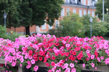 Fototapeta na wymiar Sweden. Surfinia is a specially bred variety of ampelous petunia, its special successful hybrid, resistant to bad weather, not afraid of wind and rain. 