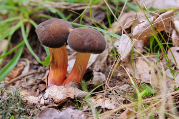 Picking of forest mushrooms on a warm sunny day. Brown delicious mushrooms. Nature of autumn forest.