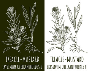 Drawing TREACLE-MUSTARD. Hand drawn illustration. The Latin name is ERYSIMUM CHEIRANTHOIDES L.