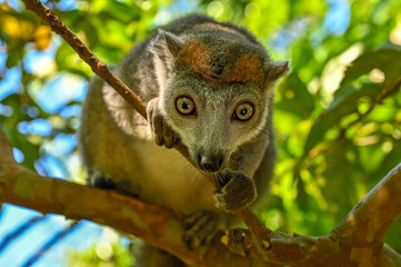 Crowned lemur (Eulemur Coronatus), endemic lemur from northern Madagascar