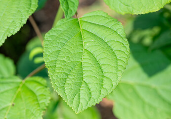 close up of green leaves