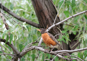 American Robin Bird perched on tree in Indianapolis, Indiana