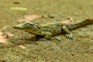 Young crocodile