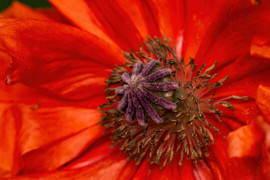 A close up view of a blooming red color poppy flower.