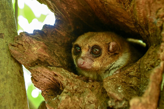 A gray mouse lemur (Microcebus murinus)
