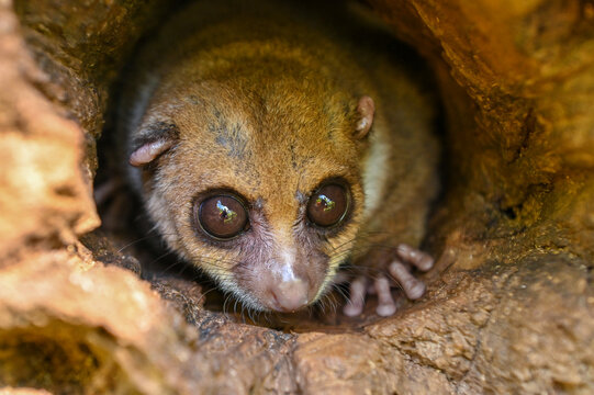 A gray mouse lemur (Microcebus murinus)