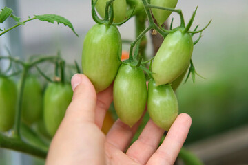 Fresh green tomatoes growing and ripening on a brunches. Close-up view of tomato plant with juicy tomato cluster. Homegrown healthy food. Gardening, control and examining harvesting of organic produce