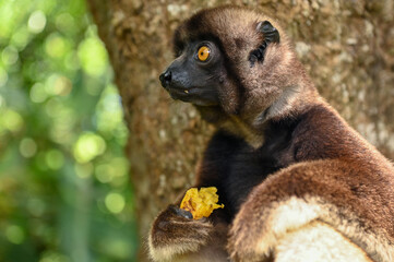 Sifaka lemur (Propithecus verreauxi), Madagascar nature