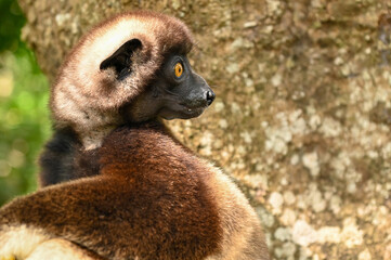 Sifaka lemur (Propithecus verreauxi), Madagascar nature