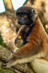 Sifaka lemur (Propithecus verreauxi), Madagascar nature