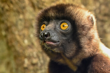 Sifaka lemur (Propithecus verreauxi), Madagascar nature