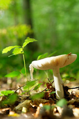 Champigons en forêt