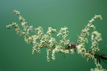 Beifuß - Artemisia vulgaris - mugwort - obrazy, fototapety, plakaty