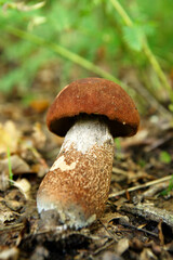Champigons en forêt
